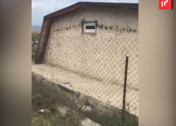 კალიების შემოსევა მუხიანში – ნახეთ ვიდეო