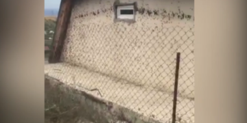 კალიების შემოსევა მუხიანში – ნახეთ ვიდეო