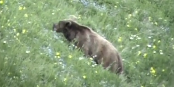 „იცის გემრიელობების ფასი და ხანდახან თავს არ ზოგავს მათ მოსაპოვებლად“ ფშავ-ხევსურეთის ეროვნული პარკი