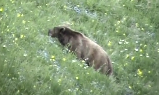 „იცის გემრიელობების ფასი და ხანდახან თავს არ ზოგავს მათ მოსაპოვებლად“ ფშავ-ხევსურეთის ეროვნული პარკი