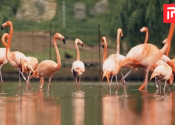 დაათვალიერეთ დენდროლოგიური პარკის ულამაზესი კადრები სხვა რაკურსით