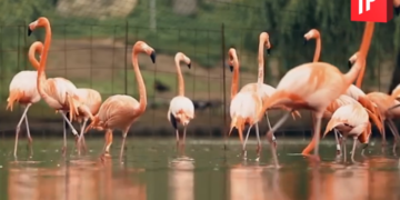 დაათვალიერეთ დენდროლოგიური პარკის ულამაზესი კადრები სხვა რაკურსით