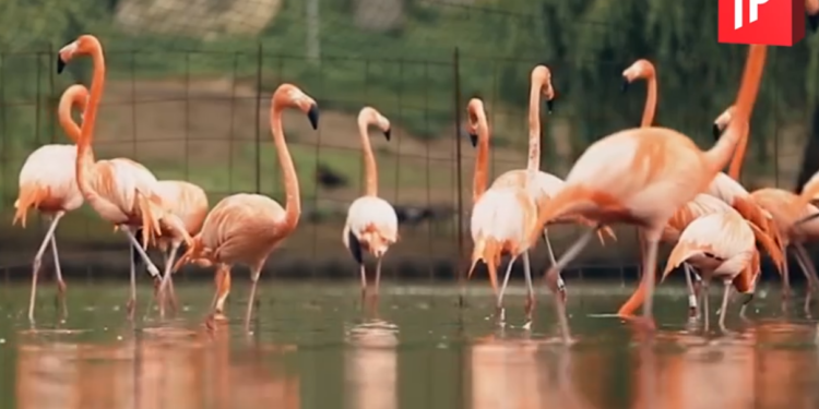 დაათვალიერეთ დენდროლოგიური პარკის ულამაზესი კადრები სხვა რაკურსით