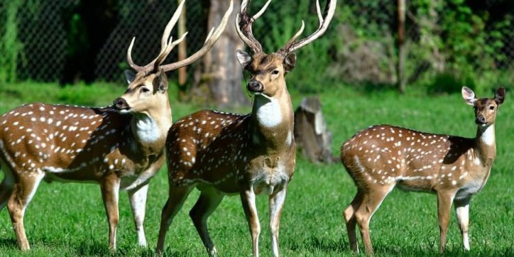 შეკვეთილის დენდროლოგიური პარკი გაიხსნა