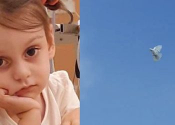 მტრედი, რომელიც ძალიან ხშირად მიფრინავს ანიტას საფლავზე (ვიდეო)