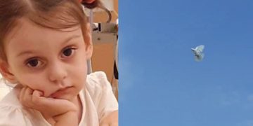 მტრედი, რომელიც ძალიან ხშირად მიფრინავს ანიტას საფლავზე (ვიდეო)