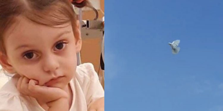 მტრედი, რომელიც ძალიან ხშირად მიფრინავს ანიტას საფლავზე (ვიდეო)