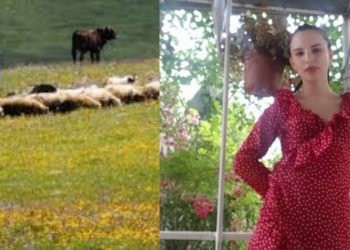 როგორ მოიქცა მწყემსი, როცა მინდორში თამარ ბაჩალიაშვილის მანქანა დაინახა – მწყემსის დედის პირველი კომენტარი