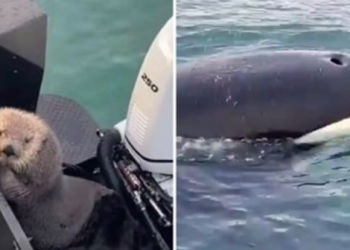 წავი „მკვლელი ვეშაპისგან“ გასაქცევად ტურისტების გემზე აძვრა