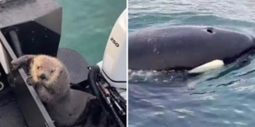 წავი „მკვლელი ვეშაპისგან“ გასაქცევად ტურისტების გემზე აძვრა