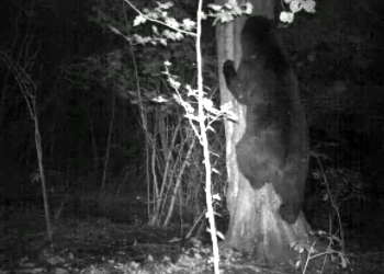 „მურა დათვი ხეზე ძვრება“ – დაცული ტერიტორიების სააგენტოს ვიდეოხაფანგი