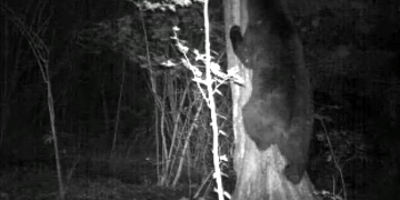 „მურა დათვი ხეზე ძვრება“ – დაცული ტერიტორიების სააგენტოს ვიდეოხაფანგი