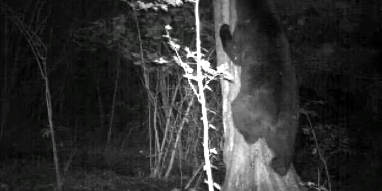 „მურა დათვი ხეზე ძვრება“ – დაცული ტერიტორიების სააგენტოს ვიდეოხაფანგი