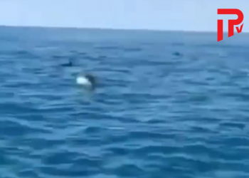 ბათუმის სანაპიროსთან დელფინები გამოჩნდნენ