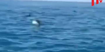 ბათუმის სანაპიროსთან დელფინები გამოჩნდნენ