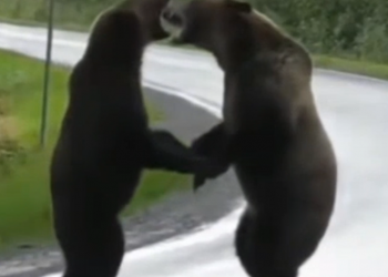 დათვების დაპირისპირება შუა ტრასაზე