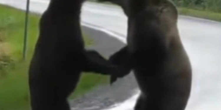 დათვების დაპირისპირება შუა ტრასაზე