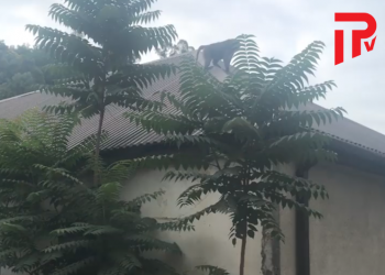 სოხუმში სახლის სახურავზე გაქცეული მაიმუნი აძვრა (ვიდეო)