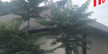 სოხუმში სახლის სახურავზე გაქცეული მაიმუნი აძვრა (ვიდეო)