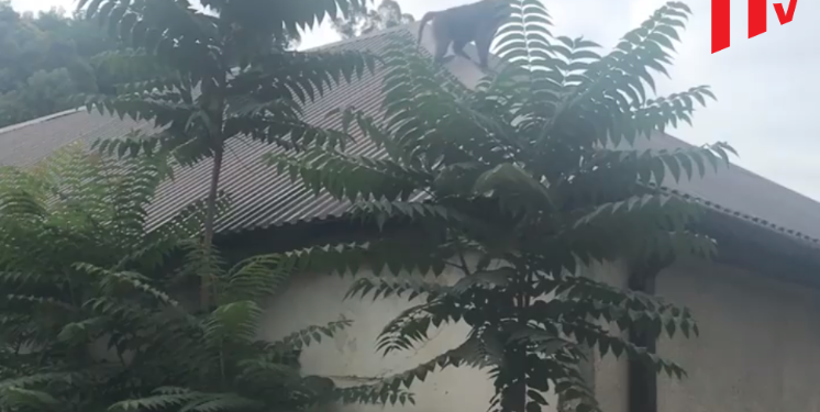 სოხუმში სახლის სახურავზე გაქცეული მაიმუნი აძვრა (ვიდეო)