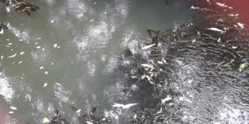 მდინარე აჭყვაში თევზები დაიხოცა – გარემოს ზედამხედველობა ადგილზე დღეს გავა