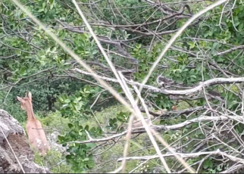 ნიამორები ფშავ-ხევსურეთის ეროვნულ პარკში – ნახეთ ვიდეო