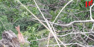 ნიამორები ფშავ-ხევსურეთის ეროვნულ პარკში – ნახეთ ვიდეო