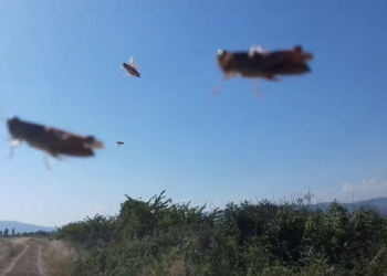 კალიების შემოსევა წეროვანში – კადრები, რომლეიც სულ რამდენიმე საათის წინაა გადაღებული