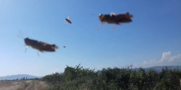 კალიების შემოსევა წეროვანში – კადრები, რომლეიც სულ რამდენიმე საათის წინაა გადაღებული