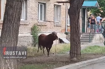 რუსთავში ხარმა ბავშვები გათელა (ვიდეო)