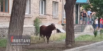 რუსთავში ხარმა ბავშვები გათელა (ვიდეო)