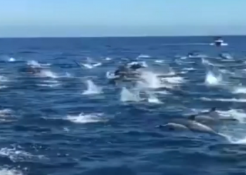 დაუჯერებელი კადრები კალიფორნიიდან: 300 დელფინის სინქრონული გადაცურვა