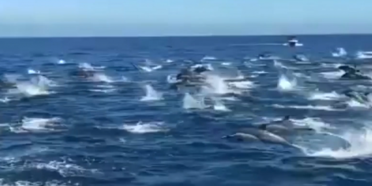 დაუჯერებელი კადრები კალიფორნიიდან: 300 დელფინის სინქრონული გადაცურვა