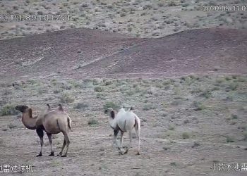 Video: ჩინეთის ერთ-ერთ ნაკრძალში იშვიათი ჯიშის ალბინოსი აქლემები დააფიქსირეს