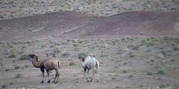 Video: ჩინეთის ერთ-ერთ ნაკრძალში იშვიათი ჯიშის ალბინოსი აქლემები დააფიქსირეს