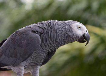 თუთიყუში ჩიკო, რომელიც ბიონსეს სიმღერებს მღერის და თავისი ინსტაგრამგვერდიც აქვს