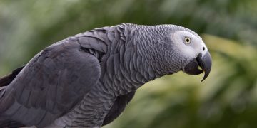 თუთიყუში ჩიკო, რომელიც ბიონსეს სიმღერებს მღერის და თავისი ინსტაგრამგვერდიც აქვს