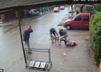 შემზარავი შემთხვევა – აგრესიული პიტბული 7 წლის ბავშვს თავს დაესხა