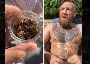 კონორ მაკრეგორი მკვდარ ფუტკრებს ჭამს