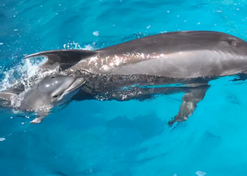 ბათუმის დელფინარიუმში „ცუცას“ მეორე შვილი შეეძინა