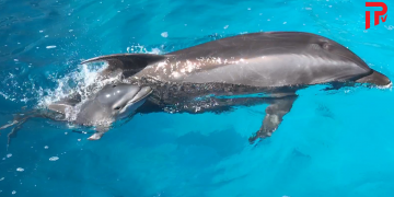 ბათუმის დელფინარიუმში „ცუცას“ მეორე შვილი შეეძინა