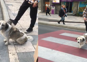 „ხალხს აკლია ის, რაც ძაღლებს აქვთ“ – როგორ ელოდება ძაღლი ჭავჭავაძეზე შუქნიშანს