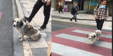 „ხალხს აკლია ის, რაც ძაღლებს აქვთ“ – როგორ ელოდება ძაღლი ჭავჭავაძეზე შუქნიშანს