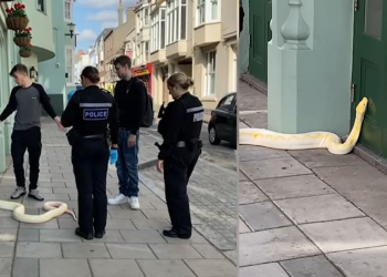 Video: ინგლისელმა მამაკაცმა 4 მეტრიანი პითონი „ქუჩაში გაასეირნა“