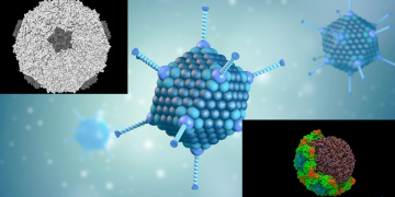 ადენოვირუსი, რინოვირუსი – რომელი ვირუსები ცირკულირებს საქართველოში