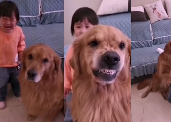 როგორ იცავს ძაღლი ბავშვს, როდესაც მას დედა ლანძღავს