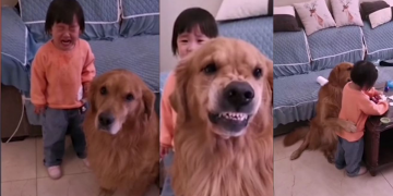 როგორ იცავს ძაღლი ბავშვს, როდესაც მას დედა ლანძღავს