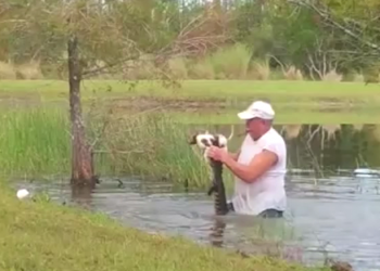 მოხუცმა მამაკაცმა ლეკვი ალიგატორს ყბებიდან გამოგლიჯა 