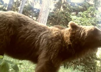 გაინტერესებთ რატომ ეხახუნებიან მურა დათვები ხეებზე – ვიდეო ბორჯომის ტყე-პარკიდან