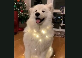 ​საყვარელი ძაღლი საშობაო სიმღერაზე ცეკვავს